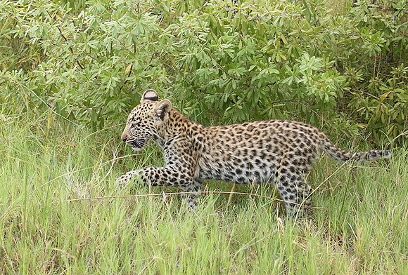 Delta of Okavango
