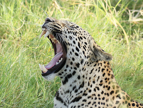 Leopard Moemedi - Delta of Okavango