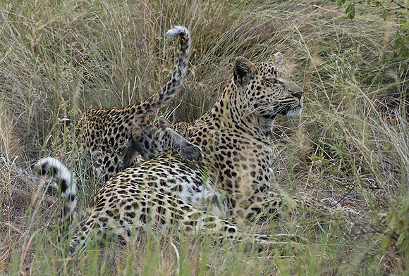 Delta of Okavango