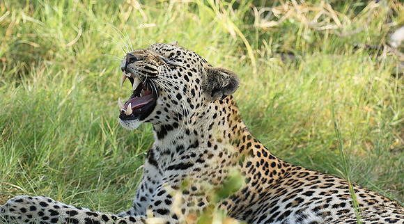 Leopard Moemedi - Delta of Okavango