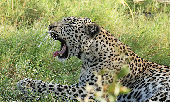 Leopard Moemedi - Delta of Okavango