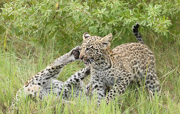 Delta of Okavango