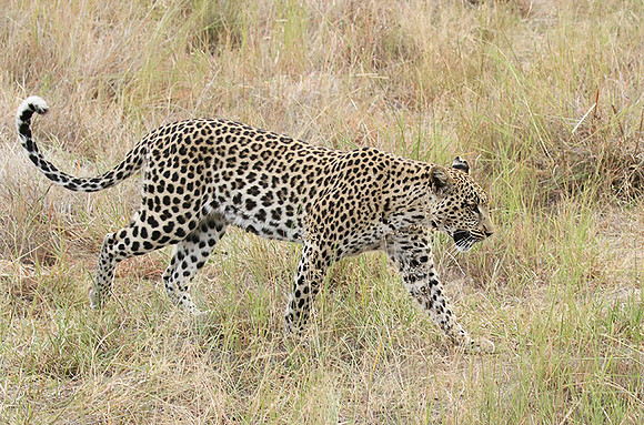 Delta of Okavango