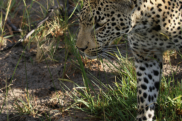 Leopard Moemedi - Delta of Okavango