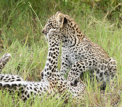 Delta of Okavango