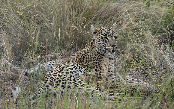 Delta of Okavango