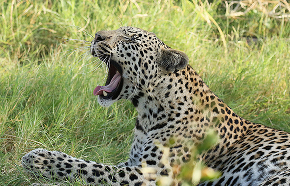 Leopard Moemedi - Delta of Okavango