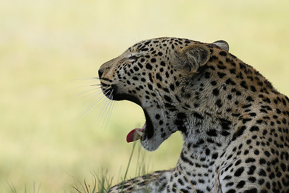 Leopard Moemedi - Delta of Okavango