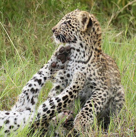 Delta of Okavango