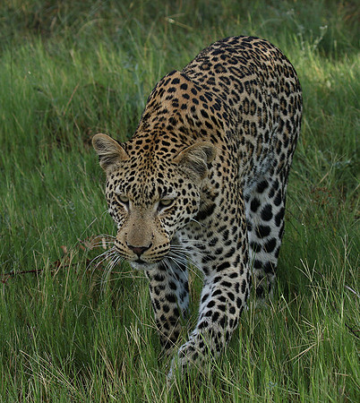 Leopard Moemedi - Delta of Okavango
