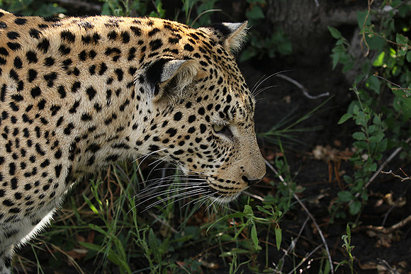 Leopard Moemedi - Delta of Okavango