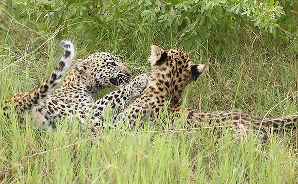 Delta of Okavango