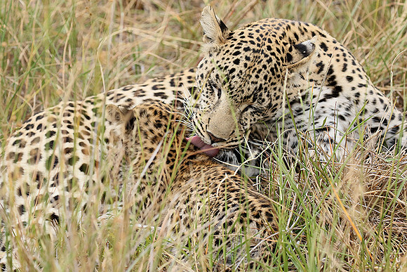 Delta of Okavango
