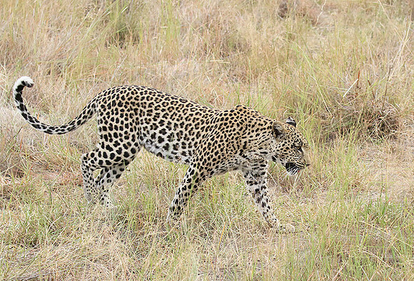 Delta of Okavango