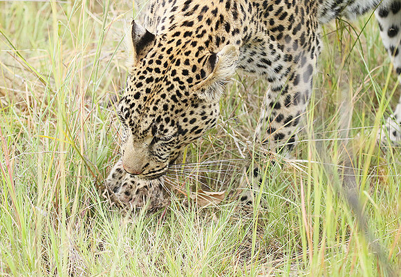 Delta of Okavango