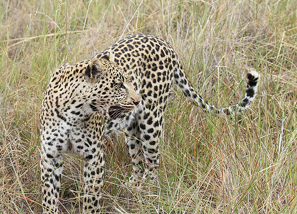 Delta of Okavango