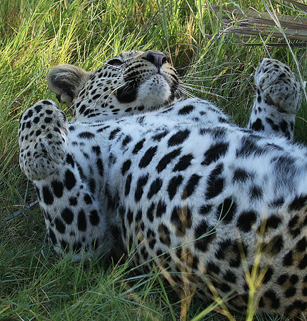 Leopard Moemedi - Delta of Okavango