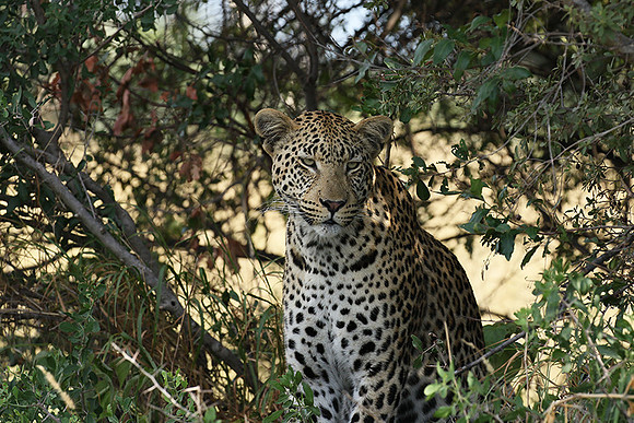 Leopard Moemedi - Delta of Okavango