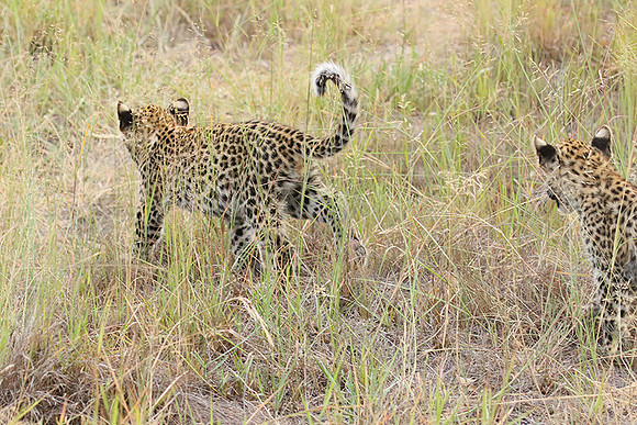 Delta of Okavango