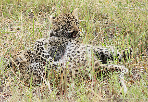 Delta of Okavango