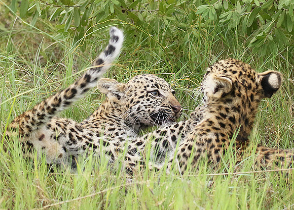 Delta of Okavango