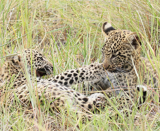Delta of Okavango