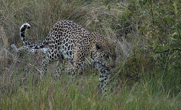 Delta of Okavango
