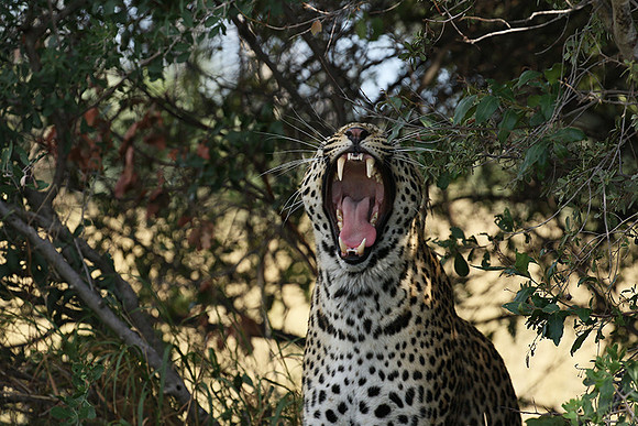 Leopard Moemedi - Delta of Okavango