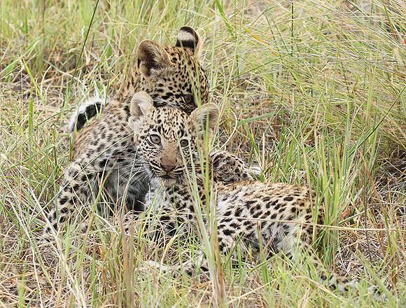 Delta of Okavango