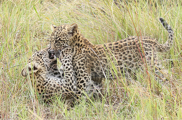 Delta of Okavango