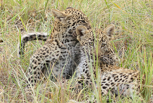 Delta of Okavango