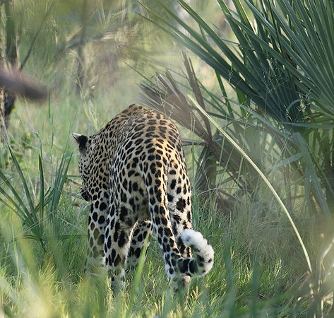 Leopard Moemedi - Delta of Okavango