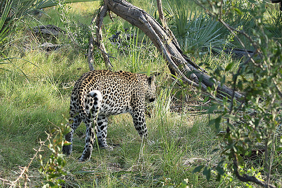 Leopard Moemedi - Delta of Okavango