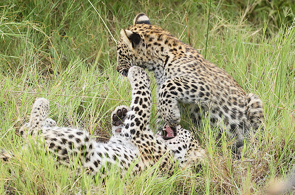 Delta of Okavango