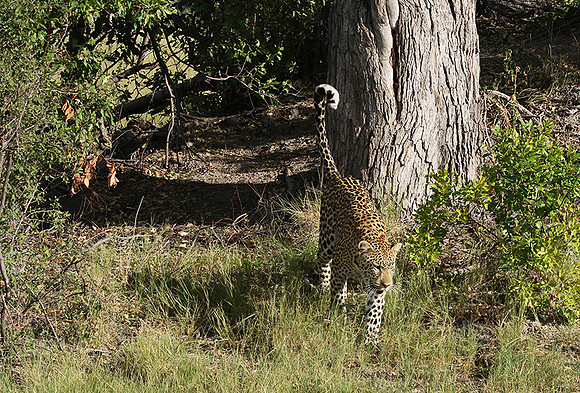 Leopard Moemedi - Delta of Okavango
