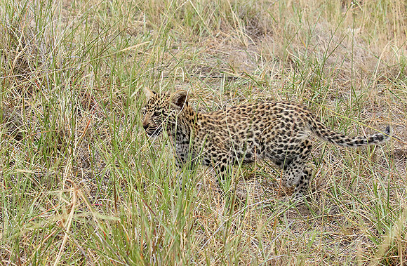 Delta of Okavango