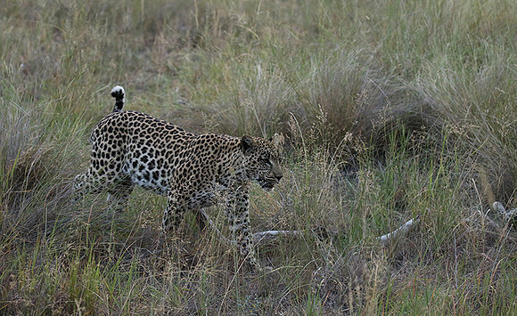 Delta of Okavango