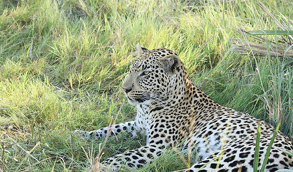 Leopard Moemedi - Delta of Okavango