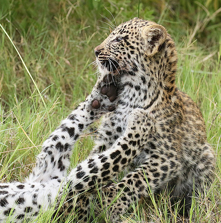 Delta of Okavango