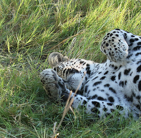 Leopard Moemedi - Delta of Okavango