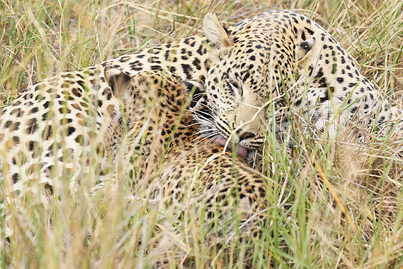 Delta of Okavango