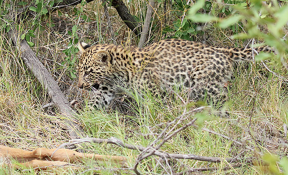 Delta of Okavango