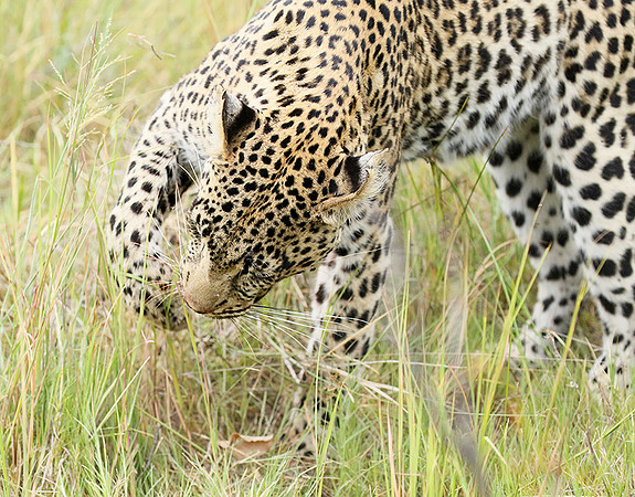 Delta of Okavango