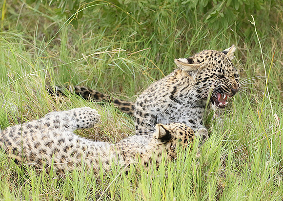 Delta of Okavango
