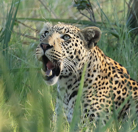 Leopard Moemedi - Delta of Okavango