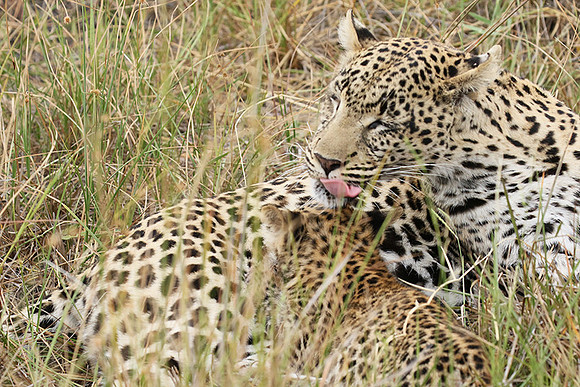 Delta of Okavango