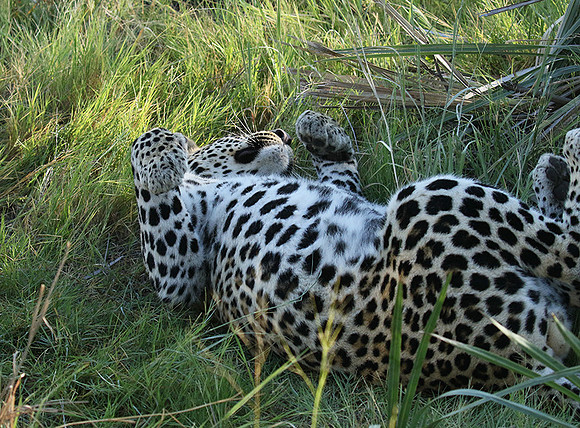 Leopard Moemedi - Delta of Okavango