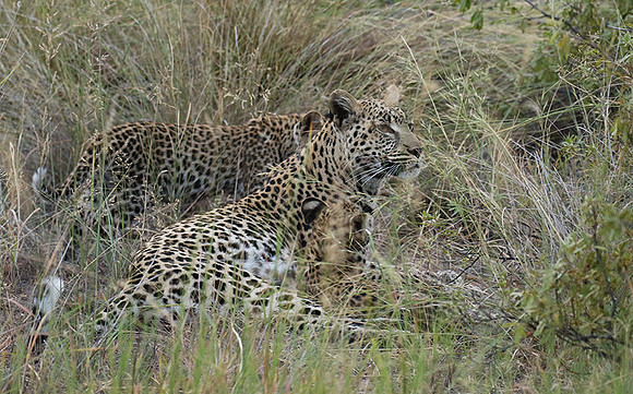 Delta of Okavango