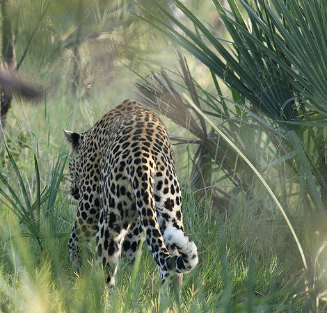Leopard Moemedi - Delta of Okavango
