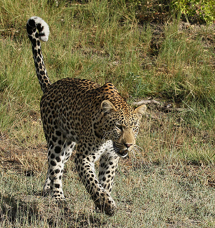 Leopard Moemedi - Delta of Okavango